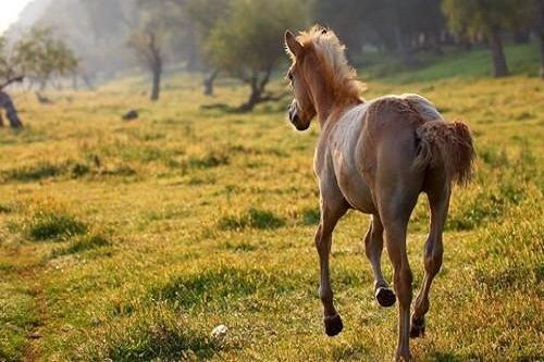 属鼠和属马相克怎么化解鼠和马相冲怎么办