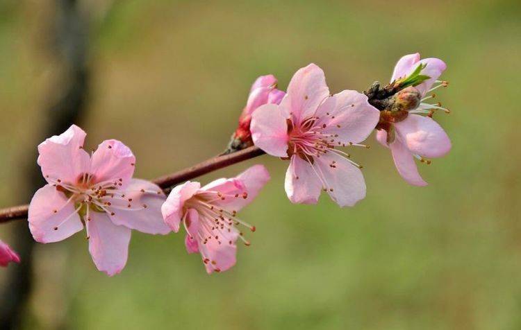 6月喜得月老牵线缘分和桃花节节开收获甜甜恋爱的4大生肖