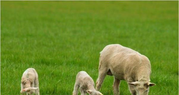 你家有属羊的生肖吗特别是79年的领头羊41岁后该何去何从