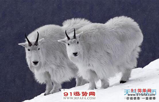xiāng1属羊的男孩子婚配属相xiāng属羊的男孩配属相xiāng2属羊的
