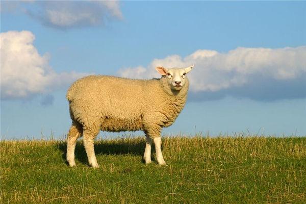 属羊的是哪一年出生的1955