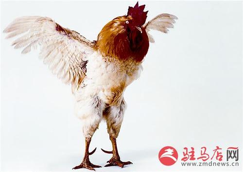一鸡是十二生肖中唯一的飞禽,自古就与人类的生活密切相关.