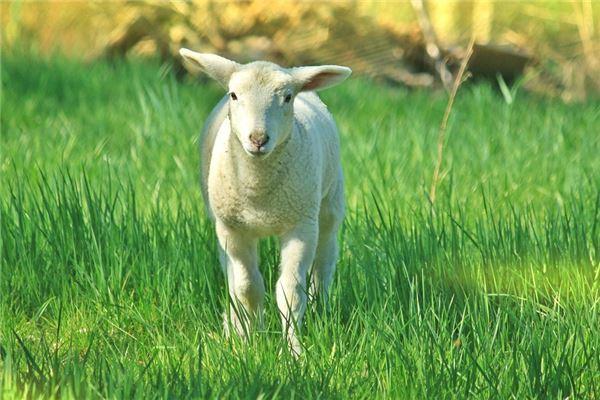 羊在十二属相中,排第八位,那属羊哪年出生的呢?