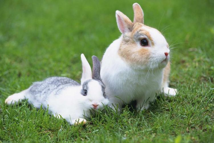 属兔人事业伙伴是什么属相属兔的和什么属相合作最好