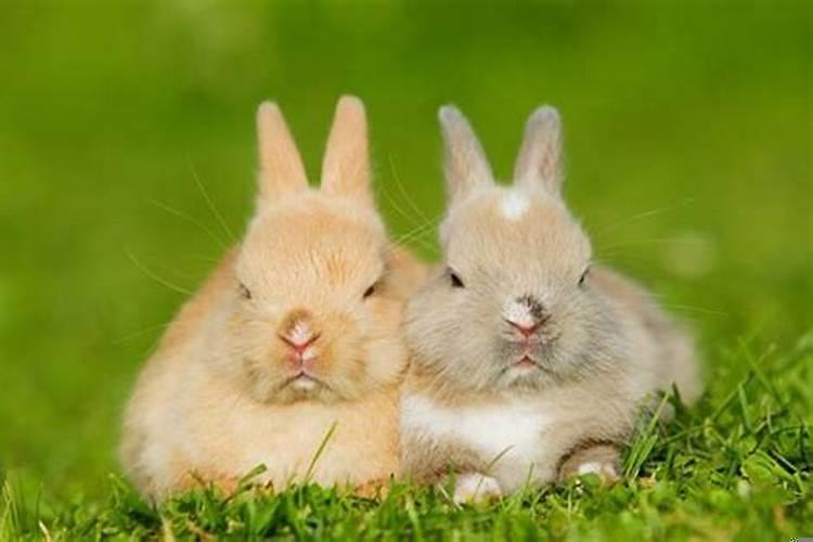 属兔的和属兔属相最配,相克,属兔和属什么的婚姻最佳配对