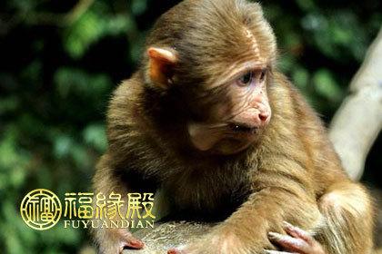 十二生肖 猴  在人们眼中,猴子是 十二生肖当中最聪明的动物;   它