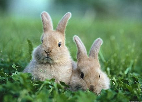 属兔的和什么属相最旺属兔的父母跟什么属相的子女最好