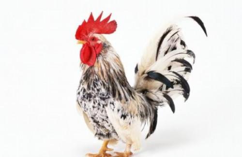 那我们如何知道和属鸡的人最配的哪些生肖呢?