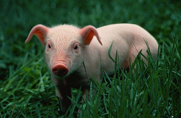 生肖猪12个月份12种命这几月出生的子女天生龙凤命有大出息