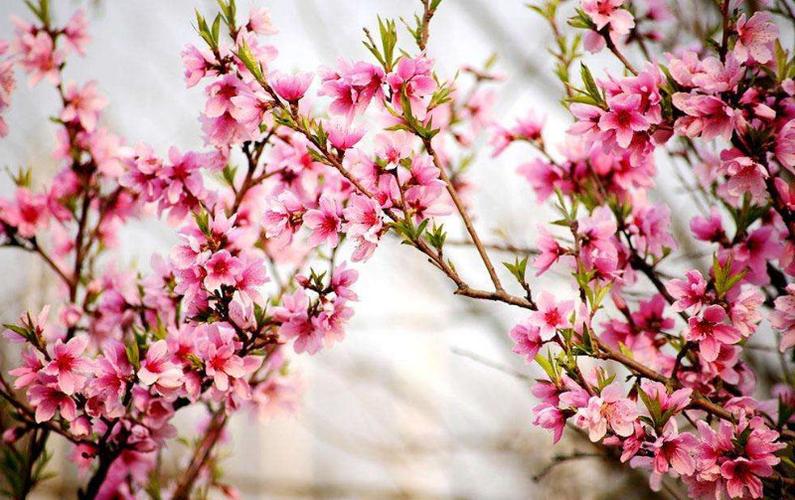 3月桃花最鲜艳的生肖,桃花丛中过,谨防桃花劫