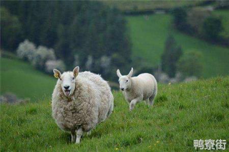 属羊人有哪些忌讳属羊的最怕的三个生肖