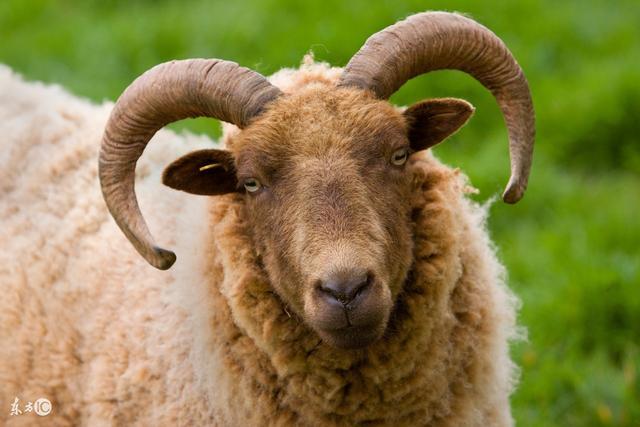 年份命运2003年的生肖羊命运2003年的生肖羊,是群内之羊,属于杨柳木命