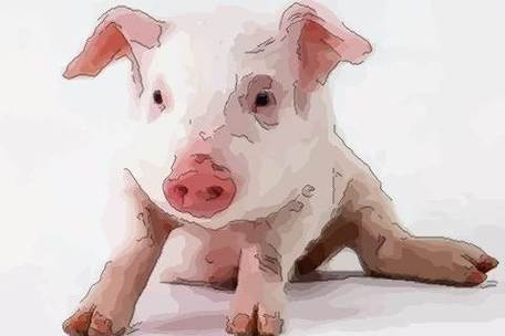 1983年属猪的命运83年出生的属猪人运势好不好