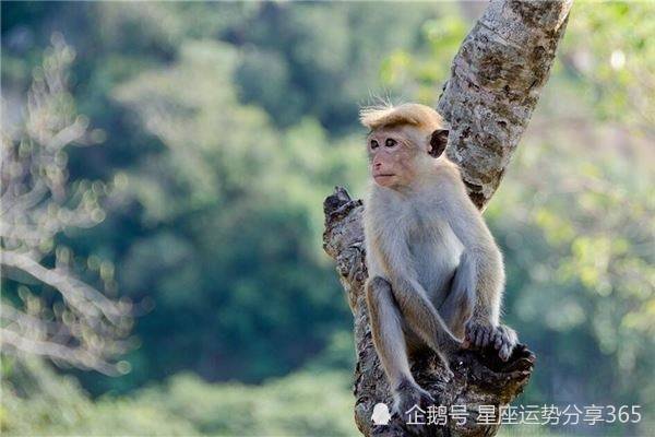 生肖猴的最佳婚配排行第一的生肖是生肖蛇.