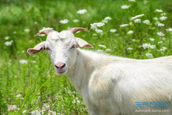 父羊姓汪母兔姓李的男马宝宝农历4月出生取什么名字_属羊的几月出生最