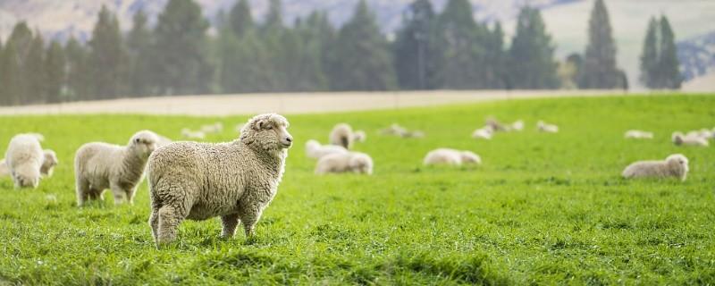 属羊人和什么属相最配属羊的和什么生肖配最好
