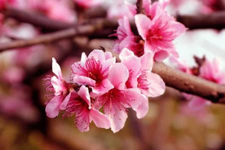 2023春节前,桃花运上涨的4大生肖