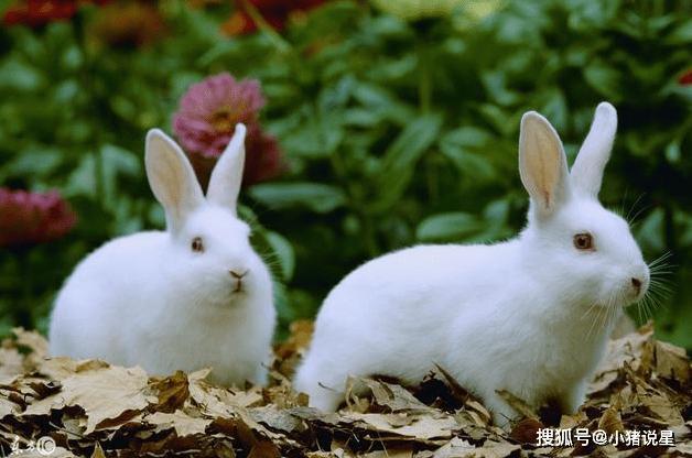 生肖兔今日运势 生肖兔今日运势神巴巴 - 瑞乙辰