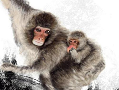 属猴人注意:出生在1956年,68年属猴人鸿运当头,赶快接福!