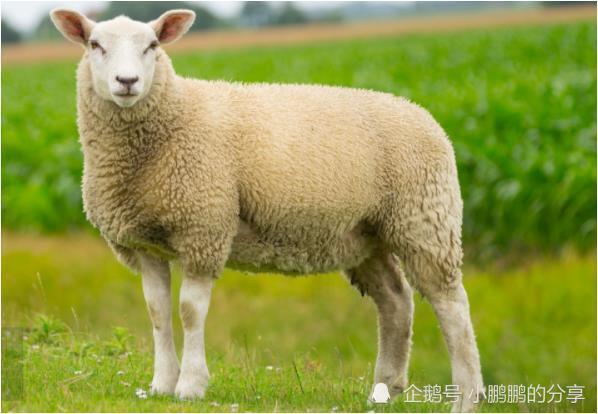 今年属羊的人财运事业顺风顺水.
