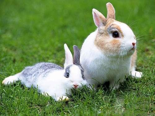 生肖兔:属兔人的流年运程