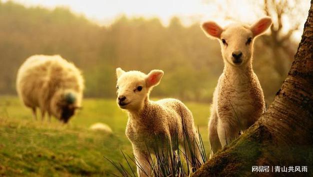 属羊的人最害怕的三大属相|生肖|羊人|属鼠|生肖牛_网易订阅
