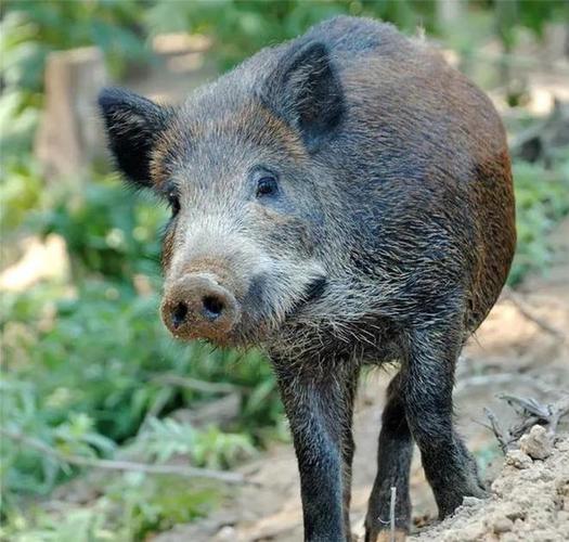 云南哀牢山发现一母猪跟着公野猪上山产下12头小猪仔带着回家