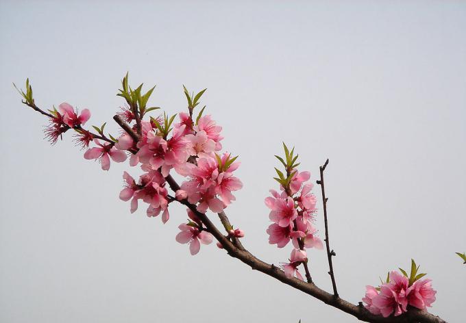 春天桃花摄影