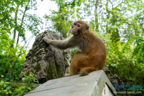 李居明2023年生肖猴运势运程属猴人运势事业运势 - 命理百科