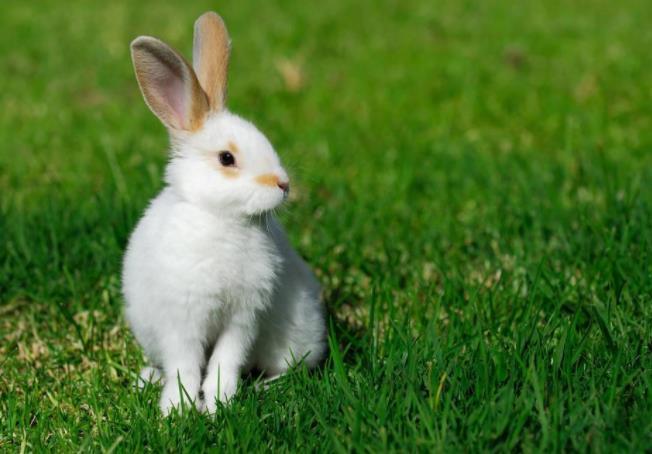 天干丁五行为火,所以1987年出生的生肖兔乃是火兔之命