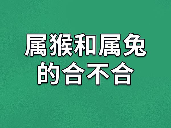 属猴和属兔的合不合