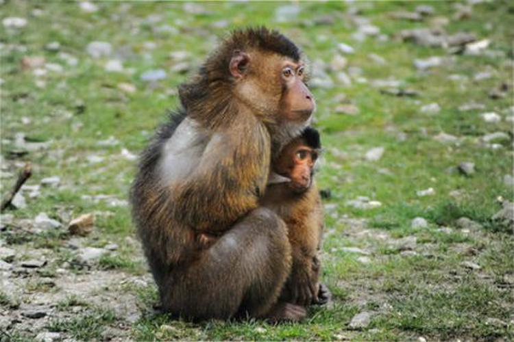 根据古代算命术中的说法,猴狗只是一般相合,是不相冲,也是不相合的.