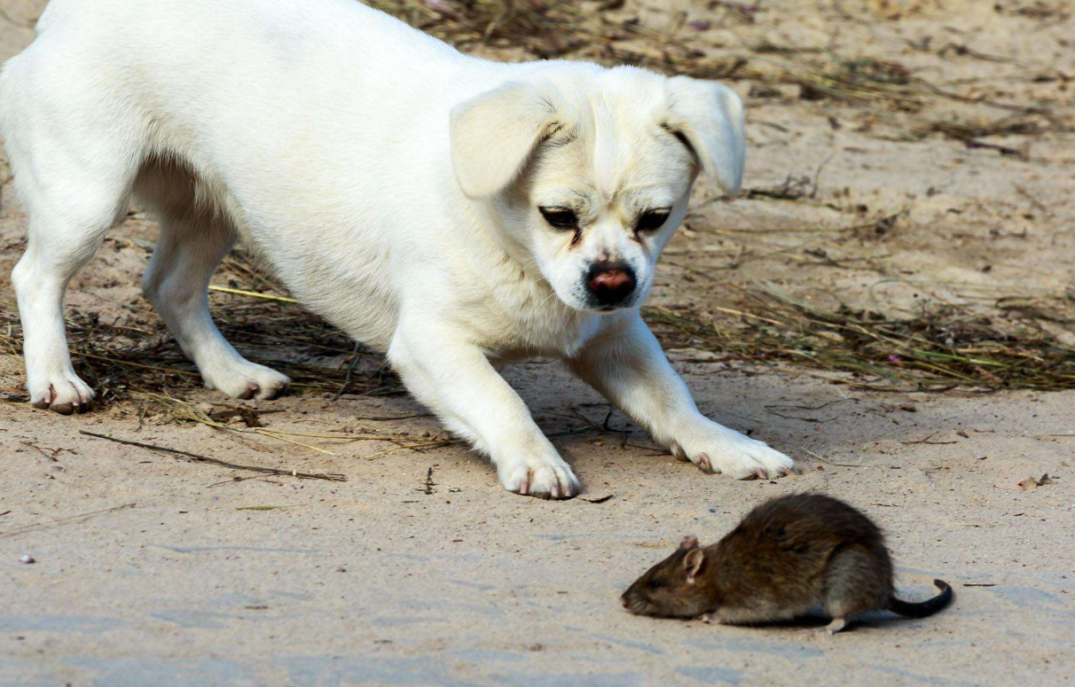 老鼠和狗可以合作生意吗属相狗和鼠在一起财运怎样