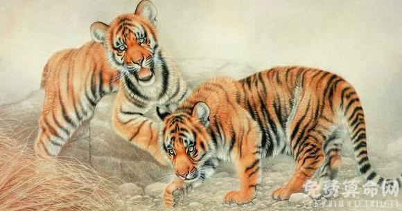 十二生肖的传说之虎,虎在十二生肖中位居第三,在十三地支配属
