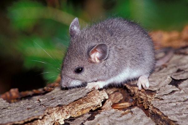 生肖鼠揭秘1972年属鼠人的毕生寿命过了48岁属于什么命