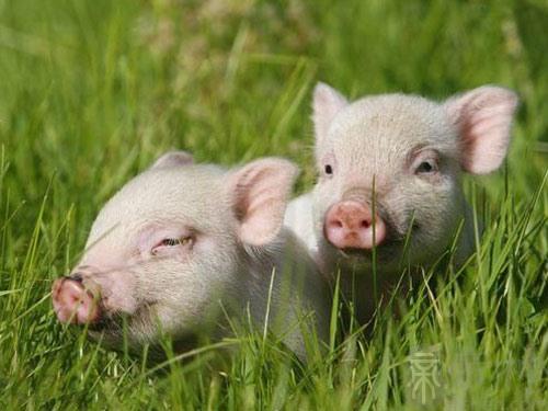 生肖猪:1995年出生的属猪人在2023年的运程