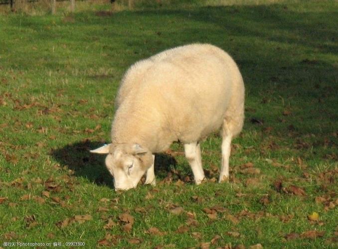 关键词:吃草的羊 牧羊 动物 羊毛 白羊 绵羊 家禽家畜 生物世界 摄影