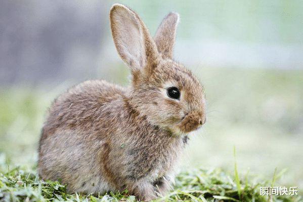 出生的属兔人,处事圆滑,灵活多变,心性聪慧,是一个能够扭转乾坤的属相