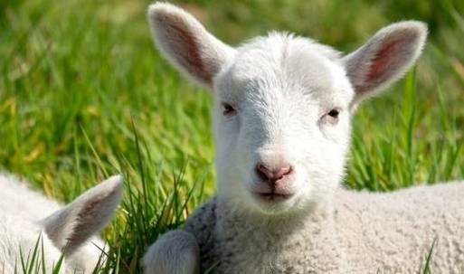 生肖羊:以下4个年份出生的