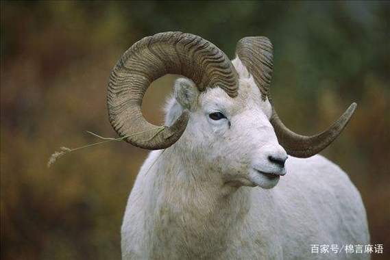 生肖牛和生肖羊相配吗,1997年属牛姻缘在哪年最旺盛