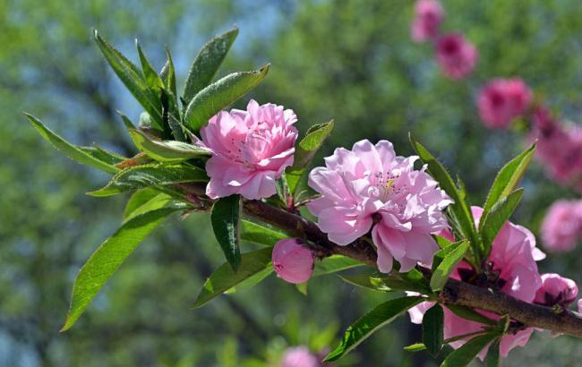 春天带桃花