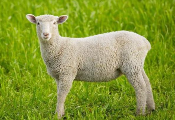 十二生肖羊超准性格分析,和一生运势,教你改命好方法|属羊|生肖|女孩