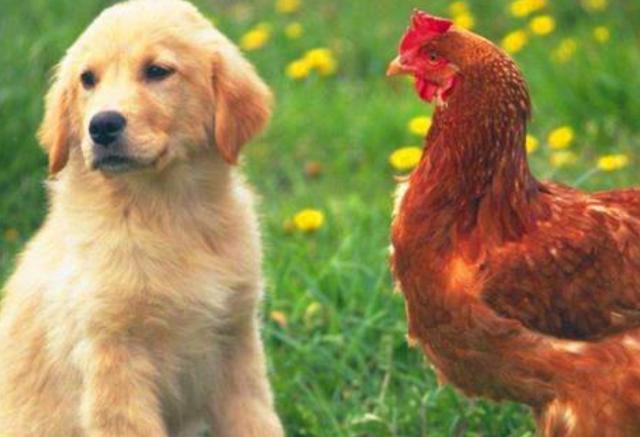 3,鸡和狗婚配有什么不好:十二生肖鸡和狗在一起合适吗