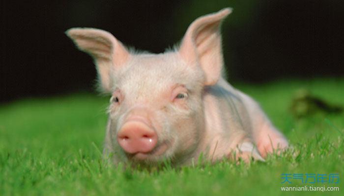 1983年属猪的一生财运1983年8月19日出生的属猪的人一生财运