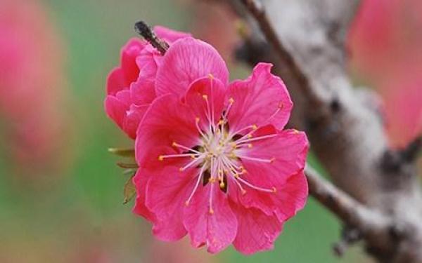8女神节前后,桃花朵朵开的生肖女,你的命中注定呢?