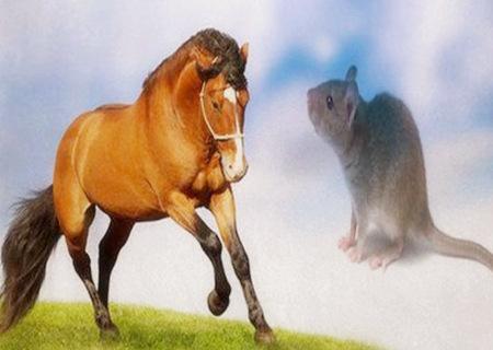 鼠和马的属相合不合1,鼠和马命理相冲在十二属相之中,子与午为六冲