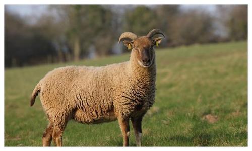 生肖羊1月将会有贵人临门经历3次喜事家有属羊的速看