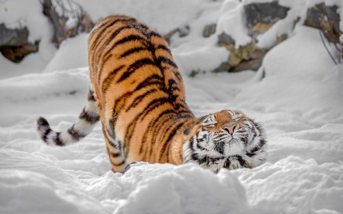 老虎姿势雪冬天