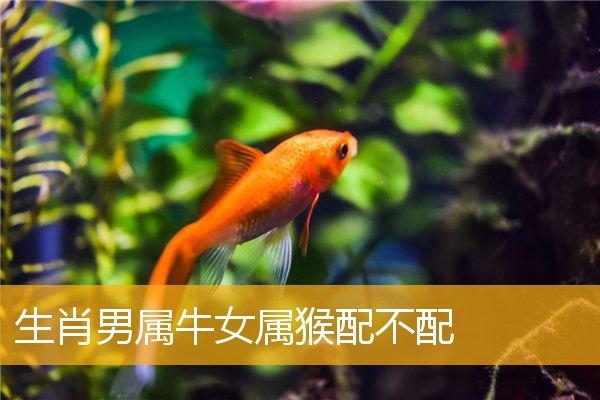 生肖男属牛女属猴配不配,生肖男牛女猴的配对一,属猴的属相婚配表申猴