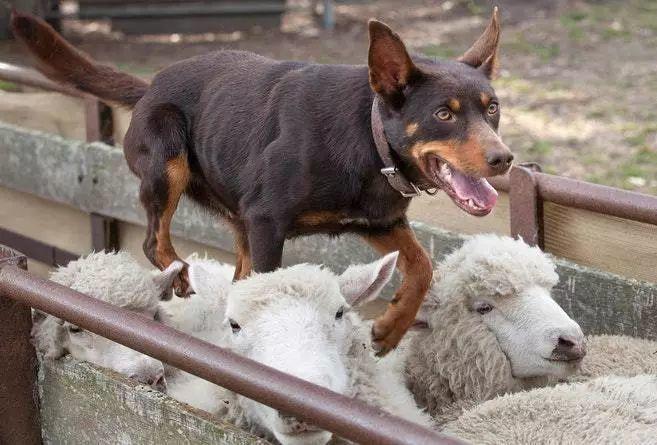 看多了奔跑的牧羊犬那你见过跳到羊背上的牧羊犬吗